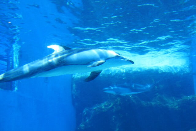 名古屋港水族館に子連れで行く時の3つのおすすめポイント
