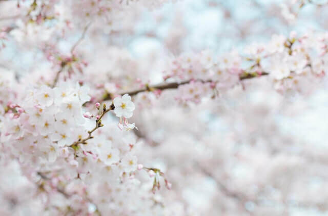 桜