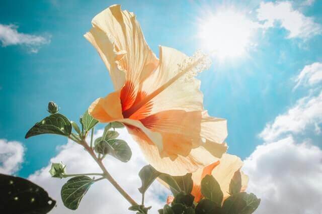太陽