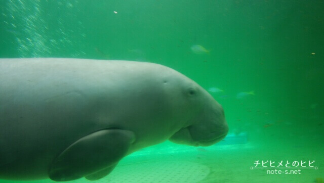 鳥羽水族館　見どころ