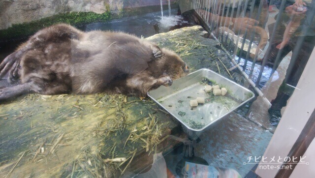 鳥羽水族館　見どころ