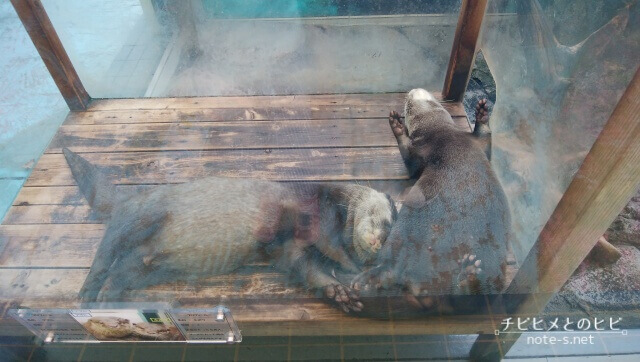 鳥羽水族館　見どころ