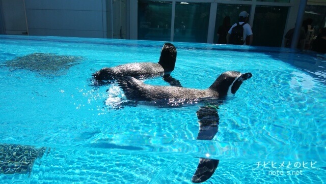 鳥羽水族館　見どころ