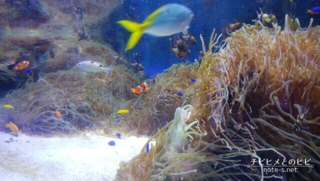 鳥羽水族館　見どころ